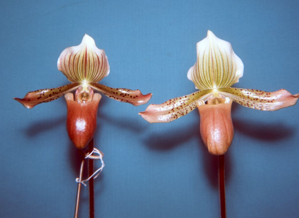 Paphiopedilum William Mathews, November 1967, roll 196711H slide 10, 127 Superslide