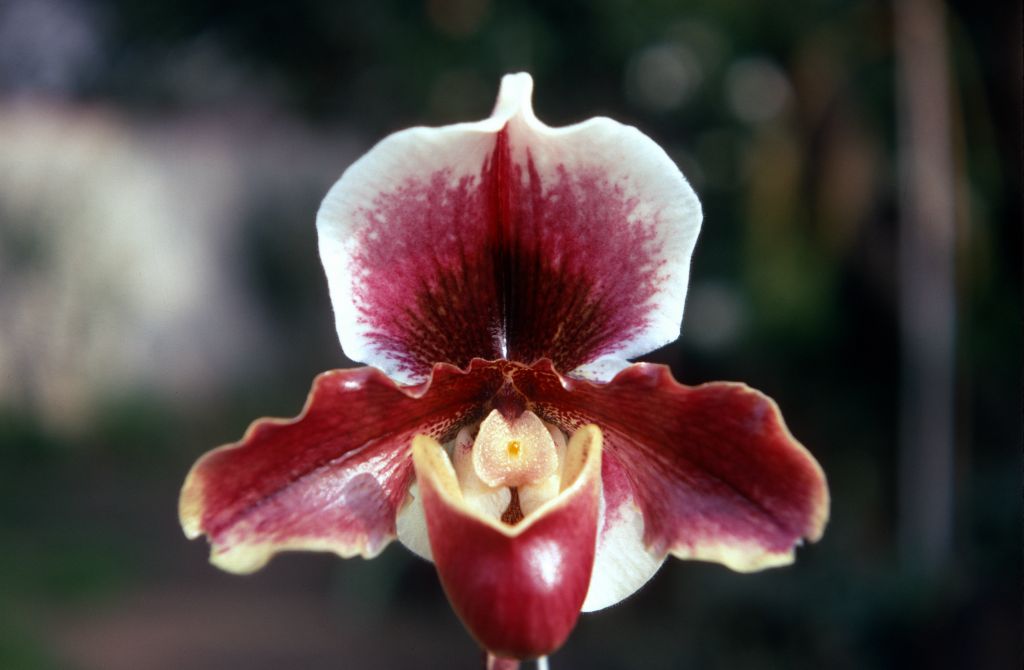 Paphiopedilum Wendbourn 'Earl', January 1970, roll 197001H6 slide 7