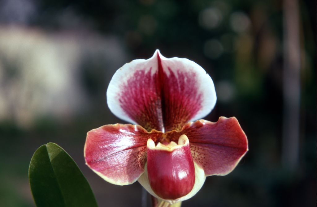 Paphiopedilum W. N. Evans 'Aussie', January 1970, roll 197001H6 slide 8