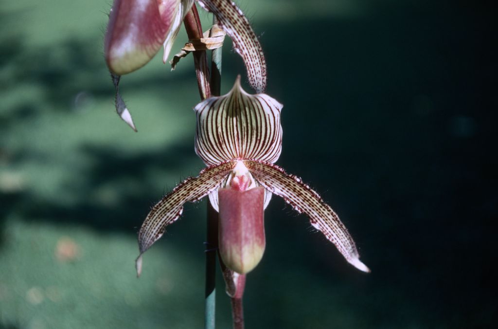 Paphiopedilum Wiertzianum, October 1970, roll 197010H4 slide 18