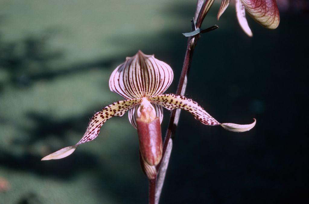 Paphiopedilum Wiertzianum, October 1970, roll 197010H4 slide 19