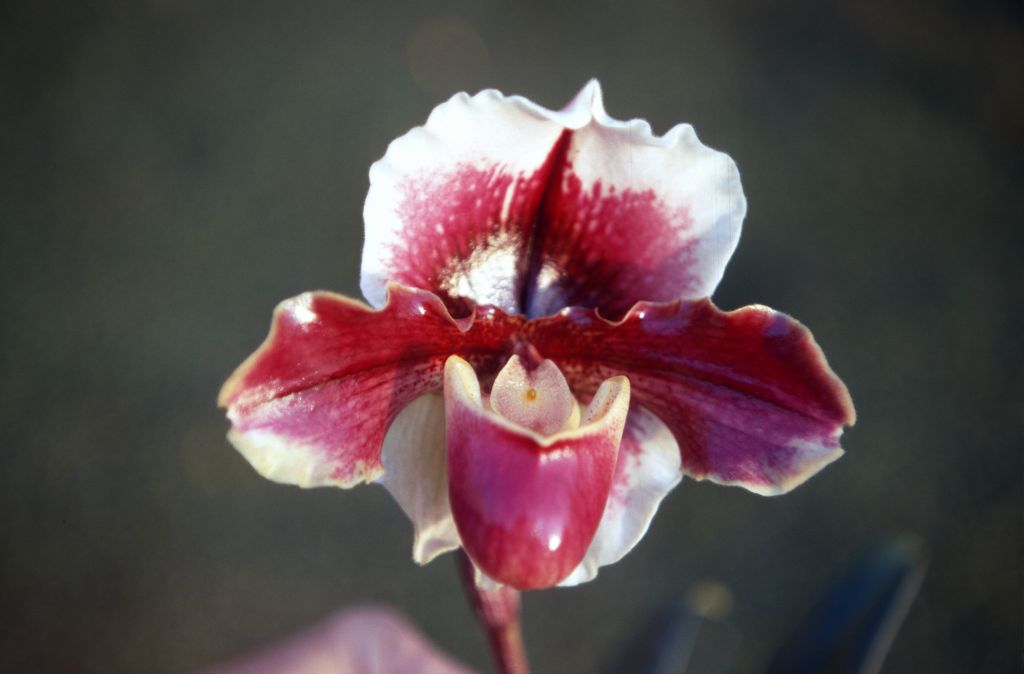 Paphiopedilum Wendover 'Redskin', December 1970, roll 197012H6 slide 12