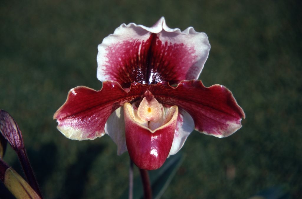 Paphiopedilum Wendover 'Better Yet', December 1970, roll 197012H6 slide 15