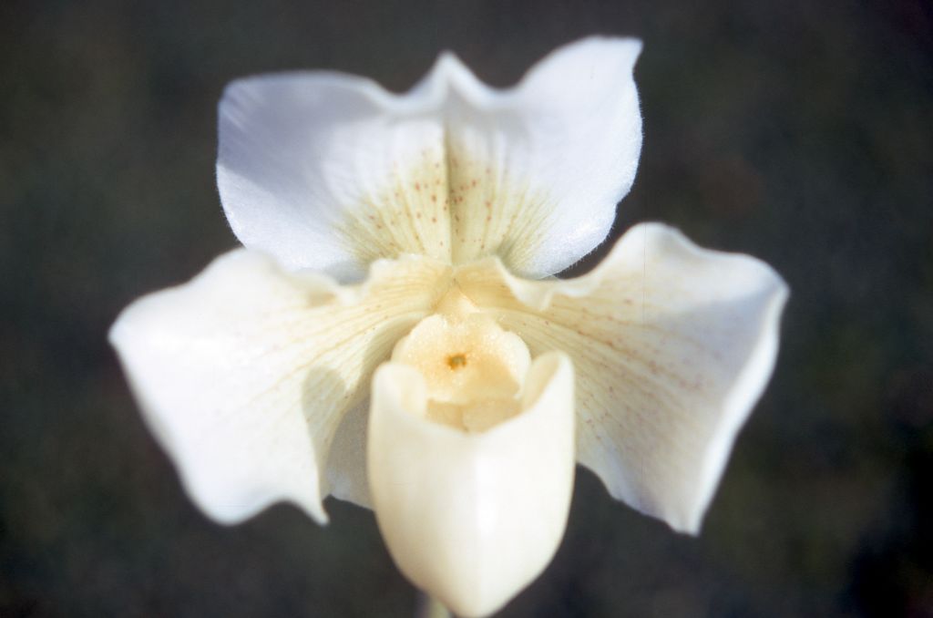 Paphiopedilum White Jazz 'Drum Beat', December 1970, roll 197012H6 slide 19