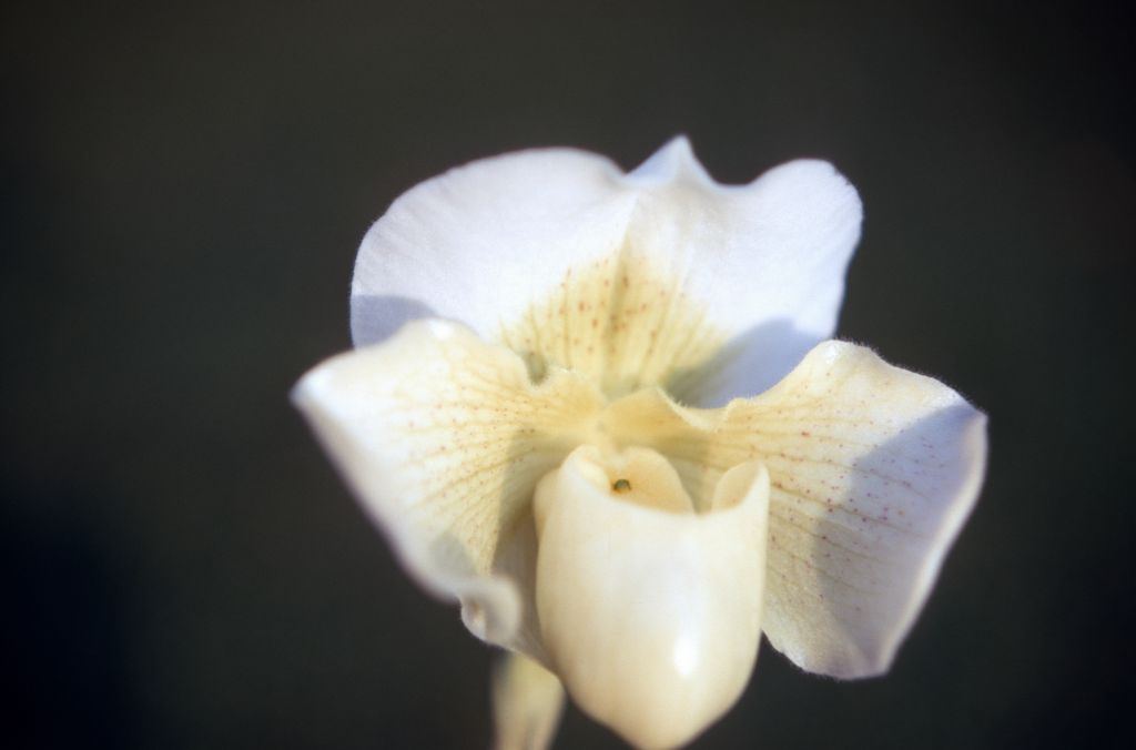 Paphiopedilum White Jazz 'Drum Beat', December 1970, roll 197012H6 slide 8