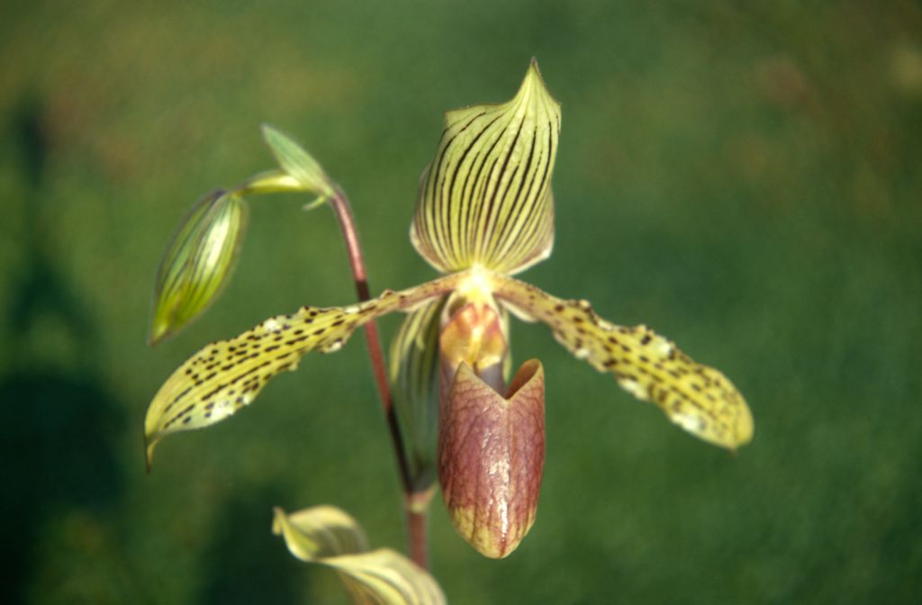 Paphiopedilum Wiertzianum, September 1971, roll 197109H3 slide 19