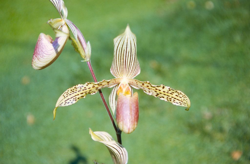 Paphiopedilum Wiertzianum, November 1971, roll 197111H2 slide 6
