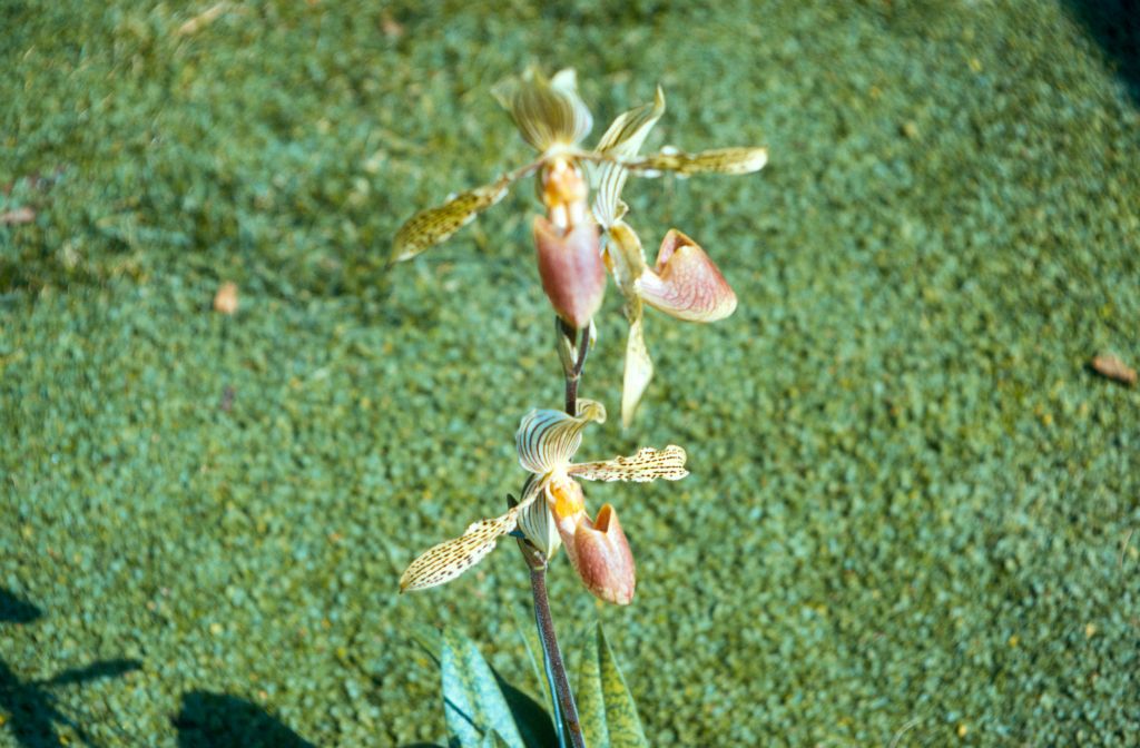 Paphiopedilum Wiertzianum, November 1971, roll 197111H2 slide 7