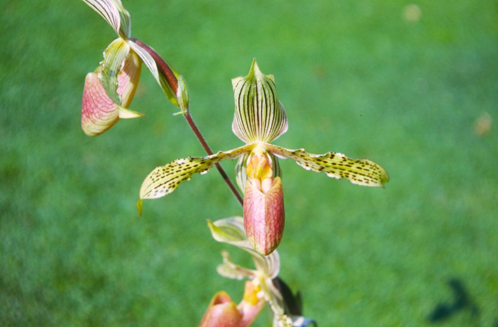 Paphiopedilum Wiertzianum, November 1971, roll 197111H2 slide 8