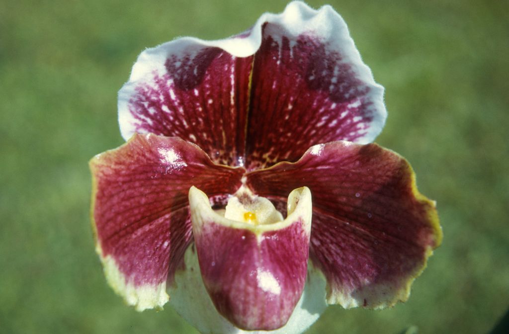 Paphiopedilum Wendhill, February 1972, roll 197202H2 slide 5