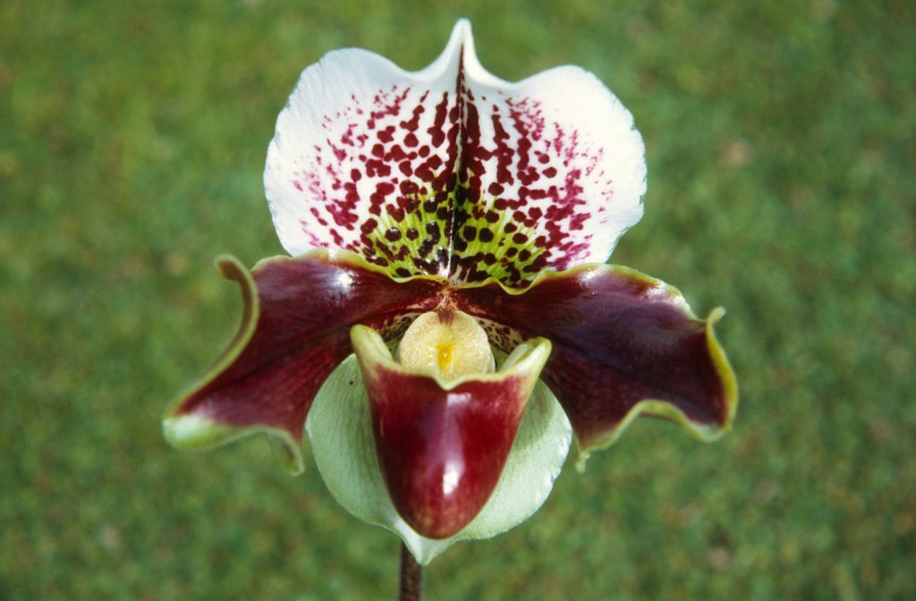 Paphiopedilum Wendotte 'Carimo', February 1972, roll 197202H5 slide 9