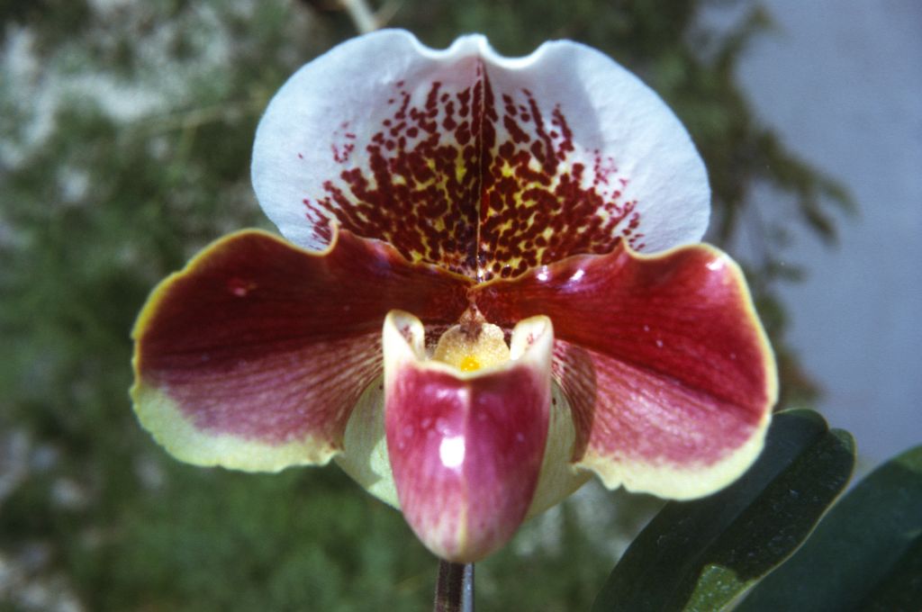 Paphiopedilum Winston Churchill 'Indomitable' FCC/AOS, December 1972, at the time this photo was taken, 'Indomitable' had received AM/AOS/ODC and SM/CSA, the FCC/AOS was awarded in January, 1973, roll 197212H11 slide 6
