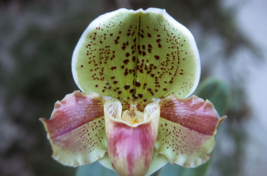 Paphiopedilum Wallur 'Goldie', December 1972, roll 197212H11 slide 9