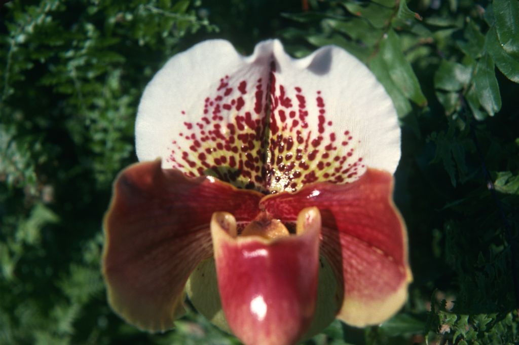 Paphiopedilum Winston Churchill 'Indomitable', 3 1/4" wide flower / 430 o v 21064, February 1975, roll 197502H12 slide 15