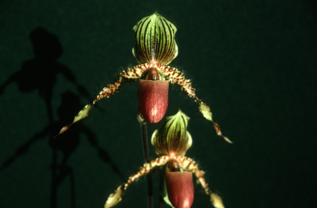 Paphiopedilum Wiertzianum, October 1975, roll 197510H6 slide 2