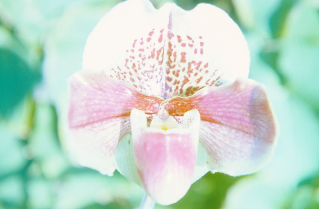 Paphiopedilum Winston Churchill 'Indomitable', October 1976, roll 197610P1 slide 18