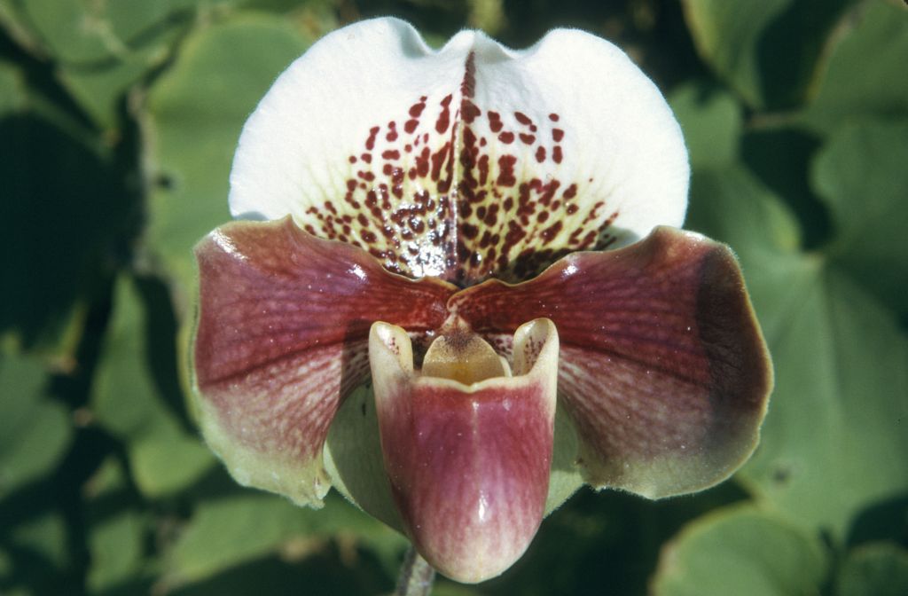 Paphiopedilum Winston Churchill 'Indomitable', October 1976, roll 197610P1 slide 19
