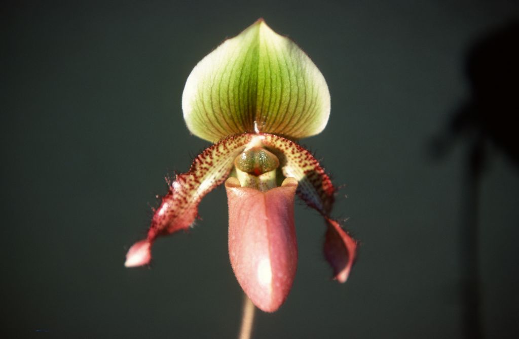 Paphiopedilum Wood Dove, December 1977, roll 197712H6 slide 3