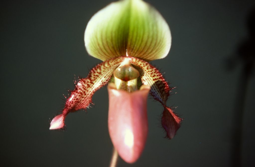 Paphiopedilum Wood Dove, December 1977, roll 197712H6 slide 4