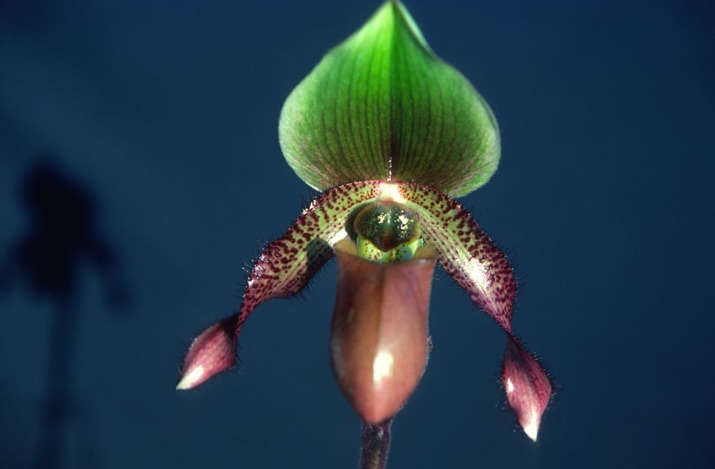Paphiopedilum Wood Dove 'Carimo', December 1978, roll 197812H9 slide 10