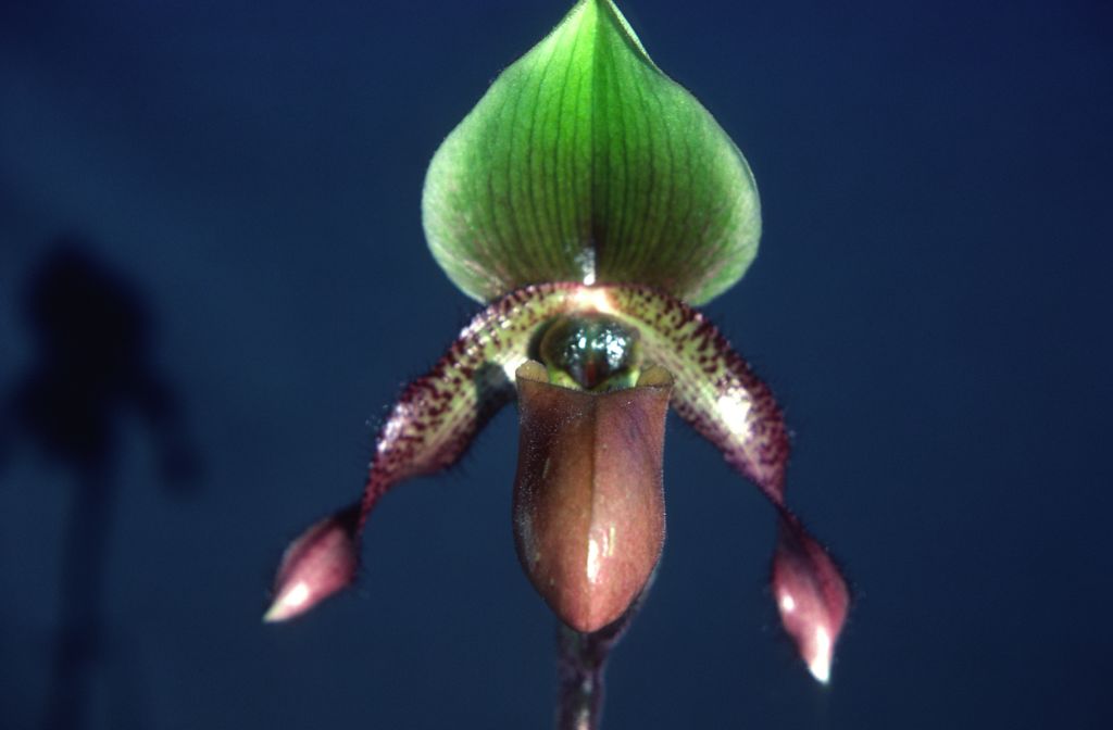 Paphiopedilum Wood Dove 'Carimo', December 1978, roll 197812H9 slide 9