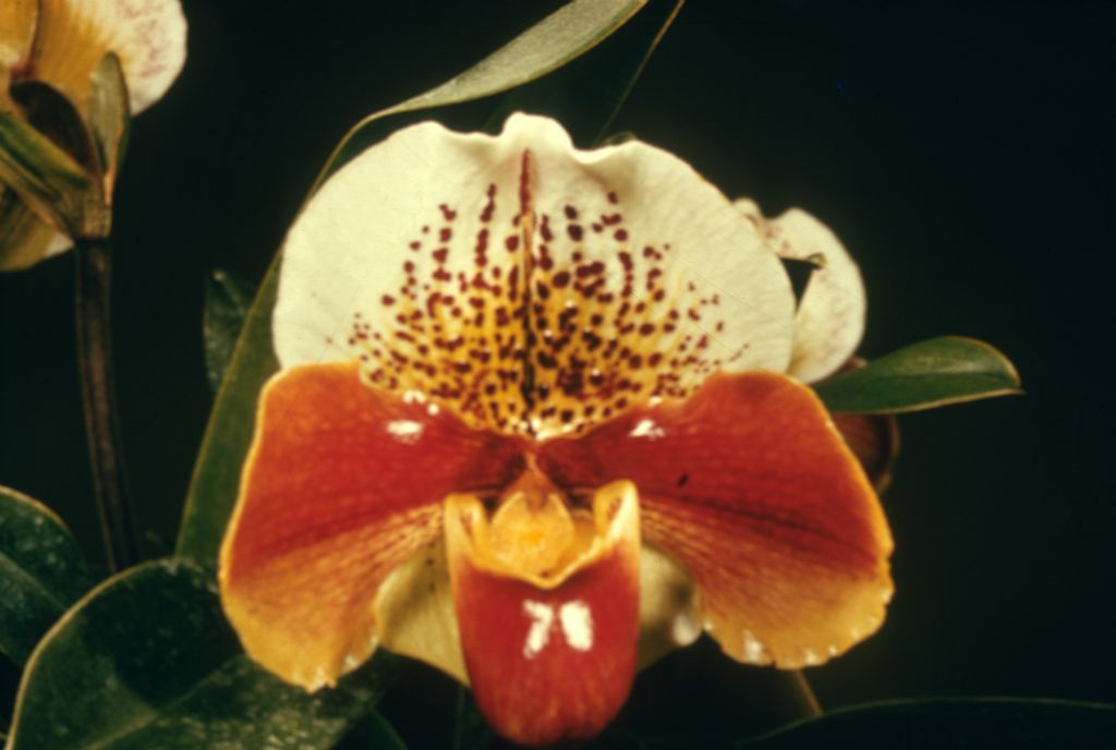 Paphiopedilum Winston Churchill 'Indomitable' AM/AOS #45, no date on slide