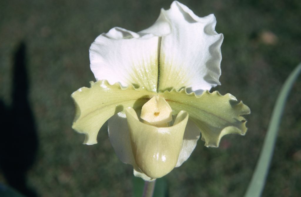 Paphiopedilum Yerba Buena 'White Cap', January 1971, roll 197101H4 slide 6