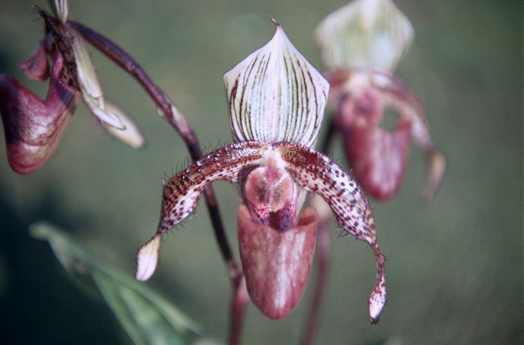 Paphiopedilum Youngianum, May 1971, roll 197105H7 slide 14
