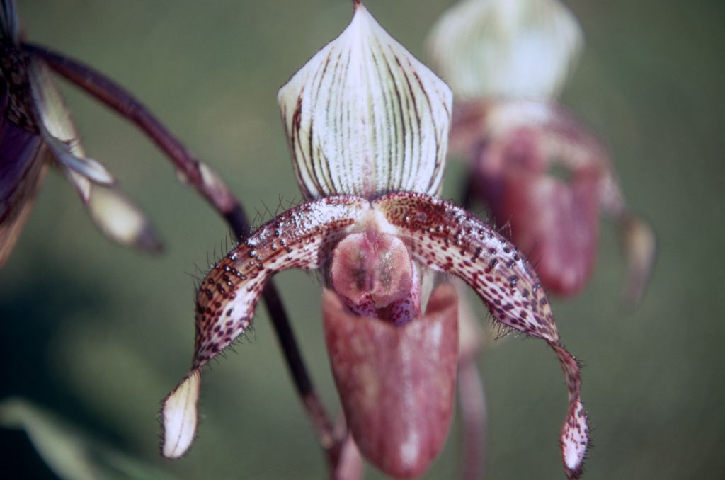 Paphiopedilum Youngianum, May 1971, roll 197105H7 slide 15