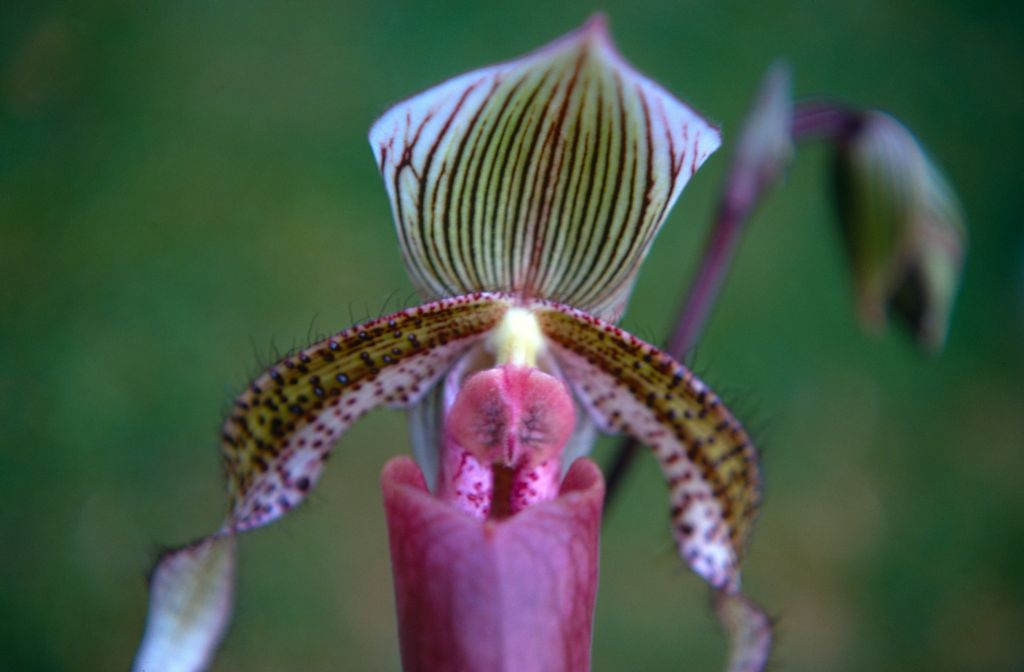 Paphiopedilum Youngianum, September 1971, roll 197109H3 slide 7