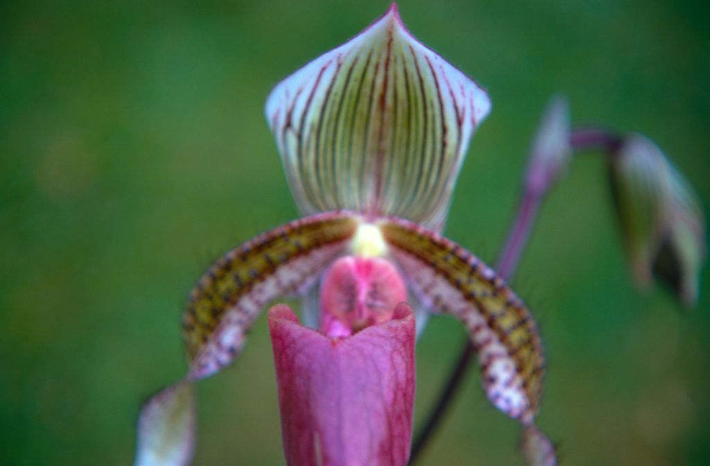 Paphiopedilum Youngianum, September 1971, roll 197109H3 slide 8