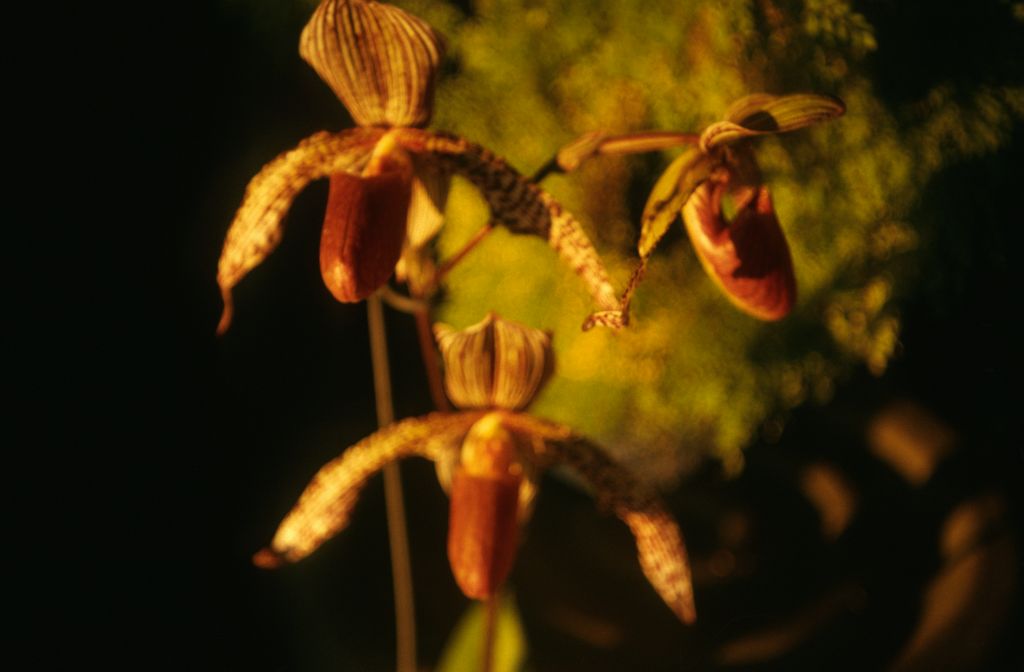 Paphiopedilum Youngianum, December 1973, roll 197312H7 slide 16