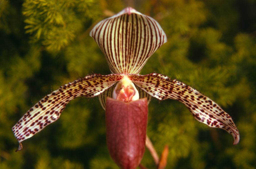 Paphiopedilum Youngianum, February 1974, roll 197402H11 slide 14