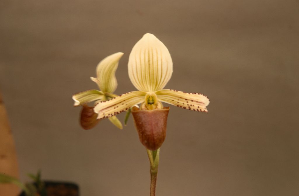 Paphiopedilum, unknown, at Norris Powell's, July 1967, roll 196707H3 slide 7