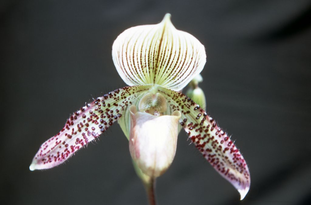 Paphiopedilum Emil Johanson (unknown, no such hybrid registered), August 1968, roll 196808H1 slide 6