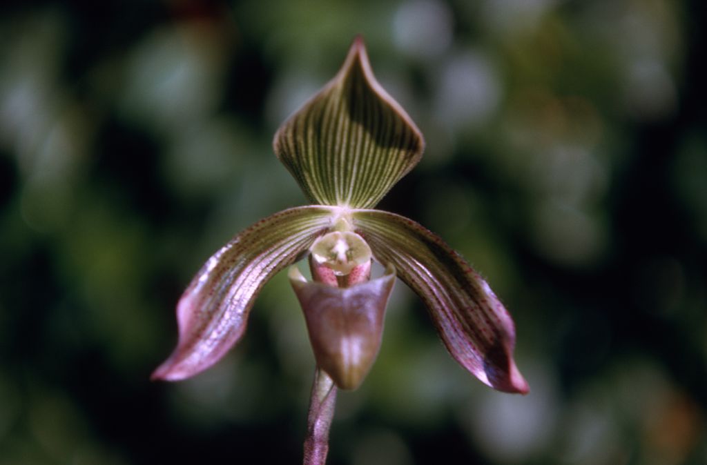 Paphiopedilum, labeled "Unknown SH", October 1970, roll 197010H4 slide 12