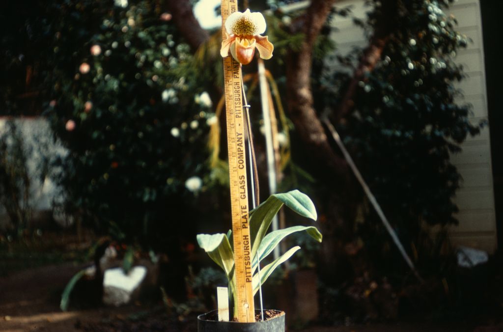 Paphiopedilum (Santa Monica x Margaret McCaull [=MacCaull]), never registered, long stem, Duplicate Slide 60, made January 1971, roll 197101H8.  The pod parent is unknown, unless it is Paphiopedilum Santa Margarita, registered in 1957 by Rod McLellan Co.
