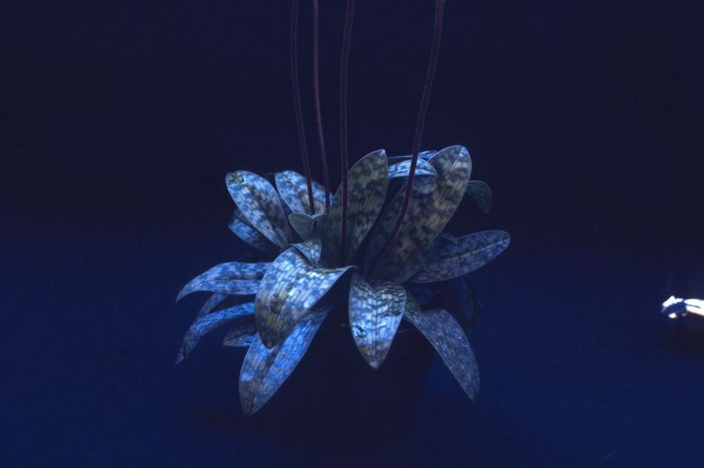 Paphiopedilum, unknown. showing foliage on a plant with 4 spikes, July 1971, roll 197107H11 slide 23.