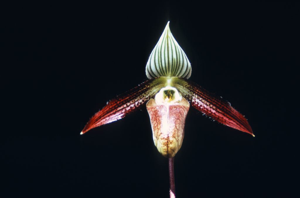 Paphiopedilum, unknown, Duplicate Slide 24, matches Duplicate Slide 25, made in April 1972, roll 197204H8.