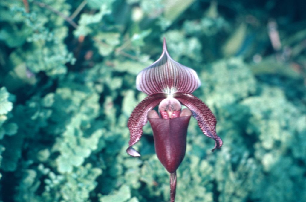 Paphiopedilum, unknown [possibly superbiens], September 1972, roll 197209 slide 119, PAKON plastic slide holder.  Image shows same flower as roll 197209 slide 123, which is labeled "could be superbiens"