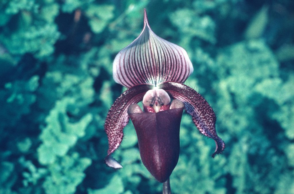 Paphiopedilum, "could be superbiens", September 1972, roll 197209 slide 123, PAKON plastic slide holder.  Image shows same flower as roll 197209 slide 119, which is not labeled.