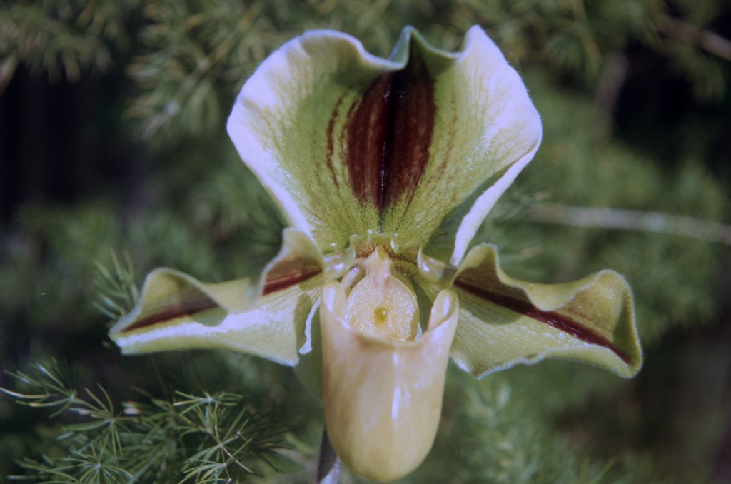 Paphiopedilum, labeled "unknown", June 1973, roll 197306H12 slide 5