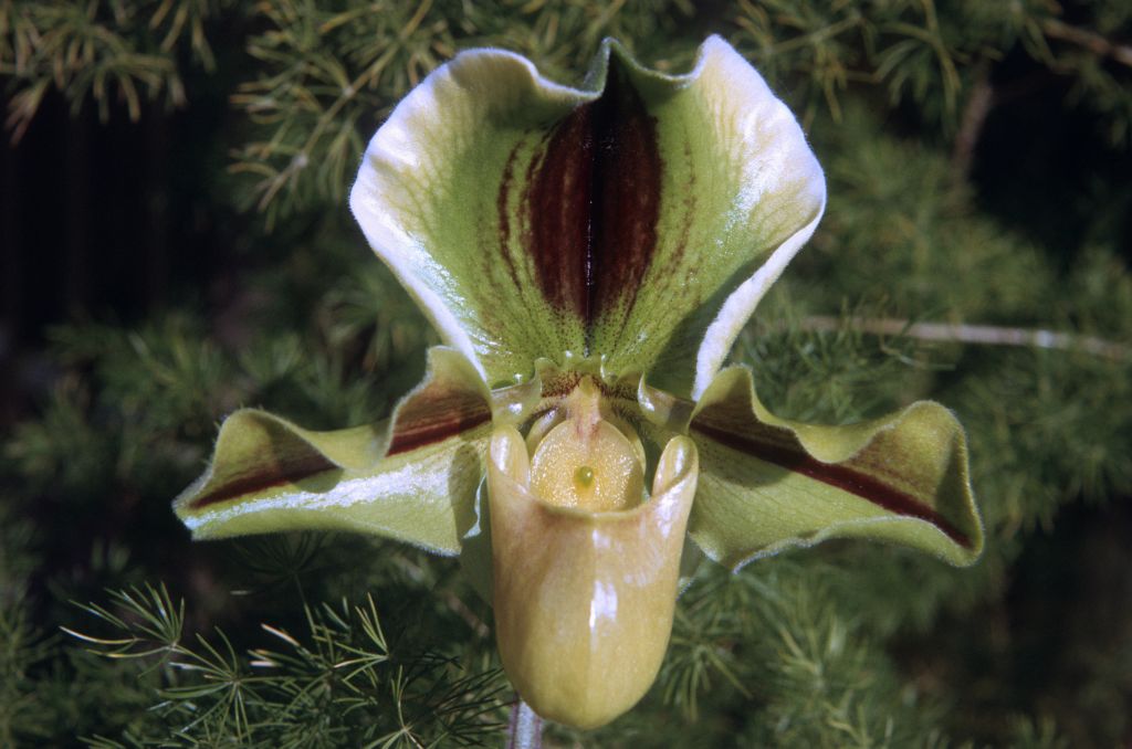 Paphiopedilum, labeled "unknown", June 1973, roll 197306H12 slide 6