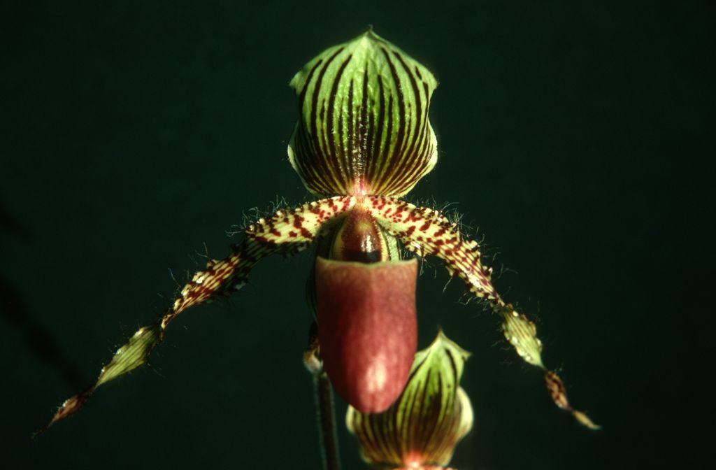 Paphiopedilum Hiero (probably mislabeled, matches slide 2, Wiertzianum), October 1975, roll 197510H6 slide 3
