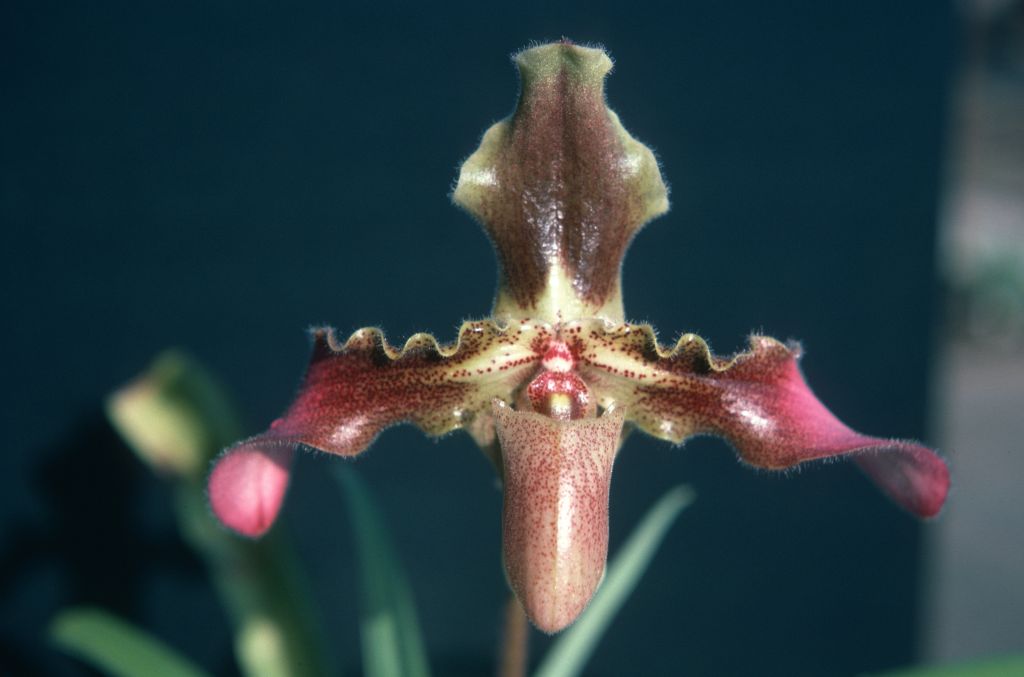 Paphiopedilum, unknown, May 1976, roll 197605H4 slide 14