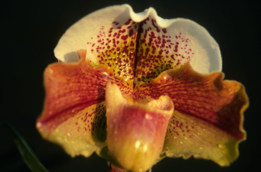 Paphiopedilum, unknown, January 1977, roll 197701H10 slide 8