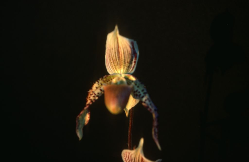 Paphiopedilum, unknown, December 1977, roll 197712H6 slide 6