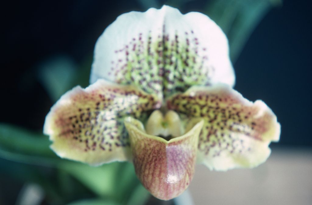 Paphiopedilum, unknown, only 2 slides labeled in this roll, February 1978, roll 197802H7red slide 13