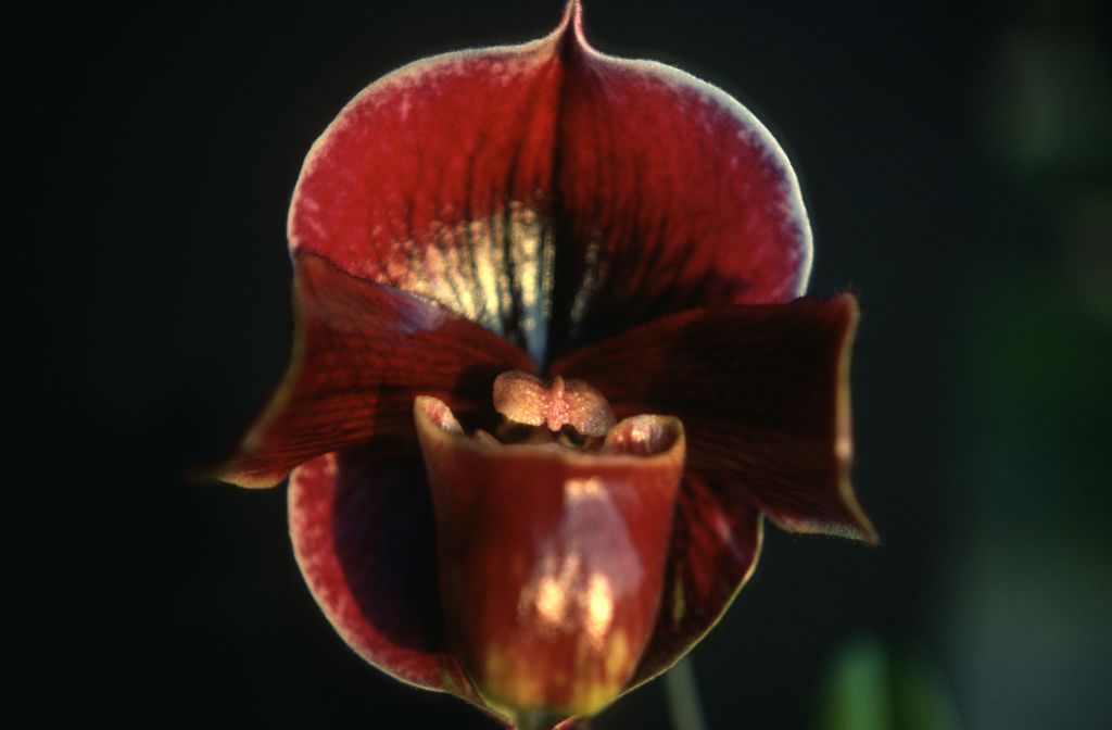 Paphiopedilum, unknown, only 2 slides labeled in this roll, February 1978, roll 197802H7red slide 14
