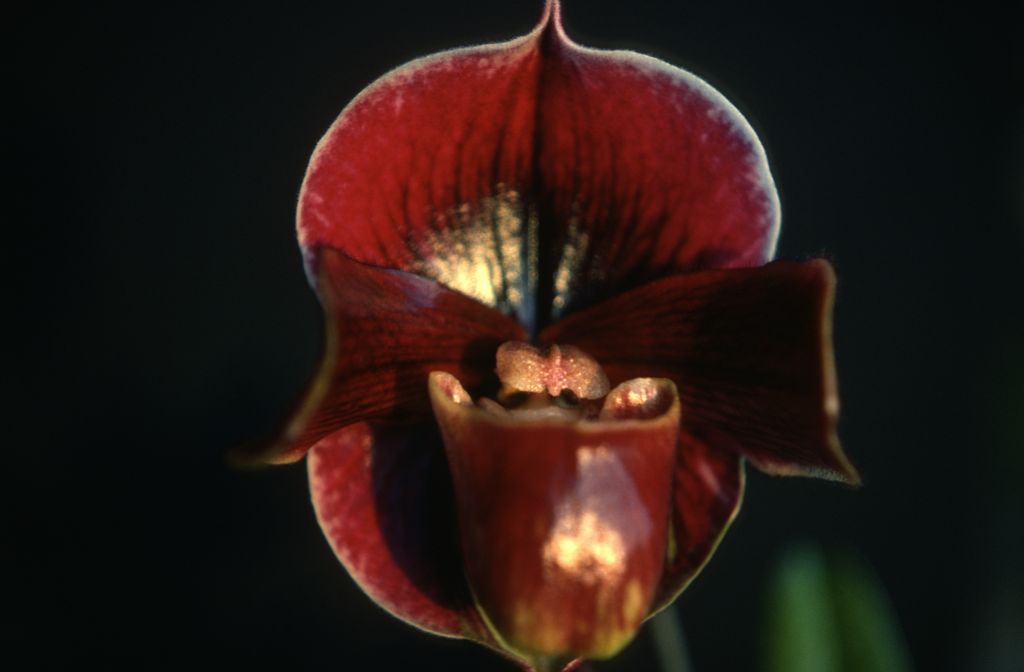 Paphiopedilum, unknown, only 2 slides labeled in this roll, February 1978, roll 197802H7 slide 15